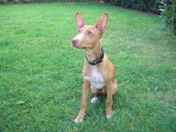 cirneco_delletna_20211130_1371334068